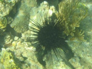 Long-spined Black Sea Urchin